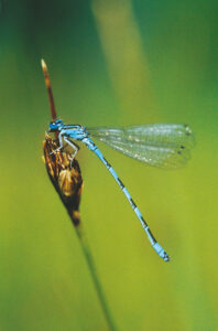 Coenagrion mercuriale (© V. Piernon)