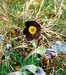 Pulsatilla rubra (© CEN RA)