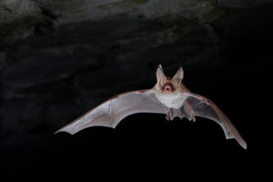 Myotis bechsteinii (© Y. Peyrard)