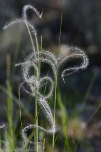 Stipe à tige laineuse (Stipa penataa)
© CEN Rhône-Alpes