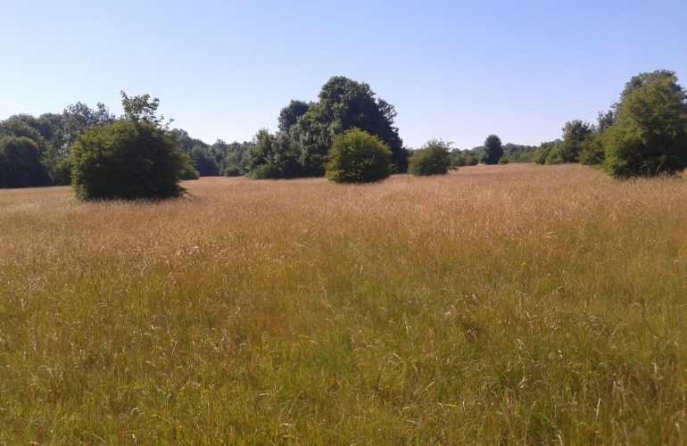 Les prairies du camp de Mourmelon