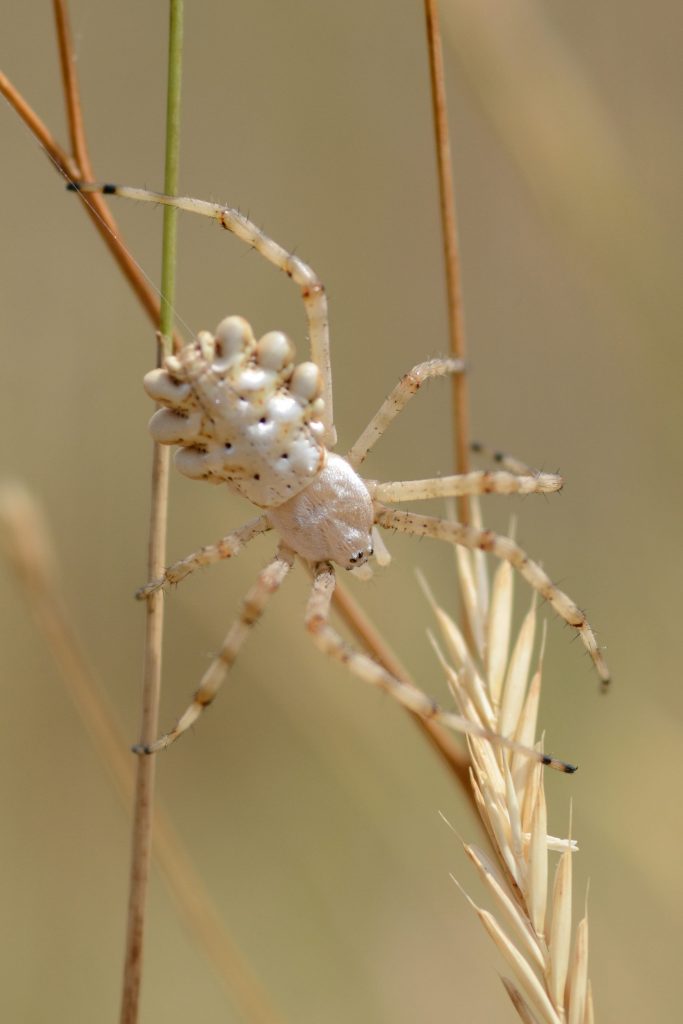 Argiope fasciée (jeune)