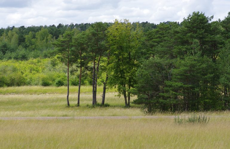 Camp de Mailly-le-camp