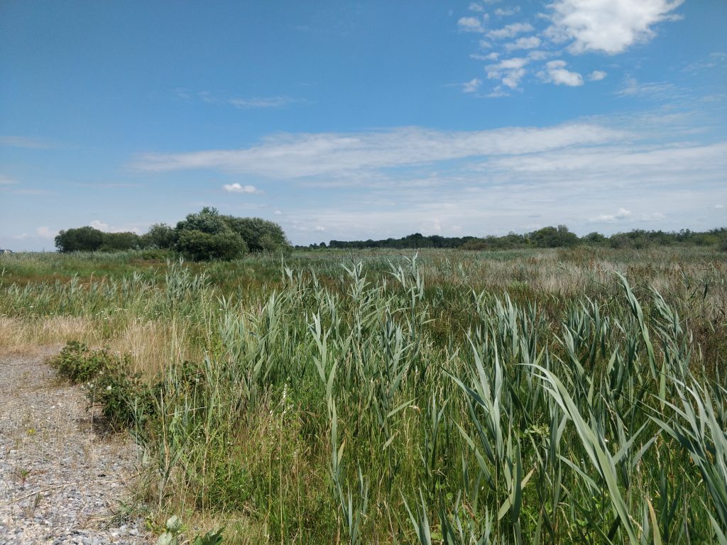 Zone humide de Cazaux