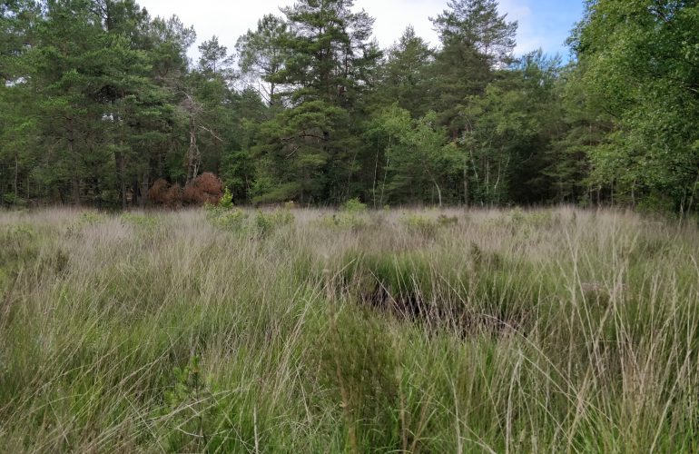 Prairie humide du camp d'Auvours