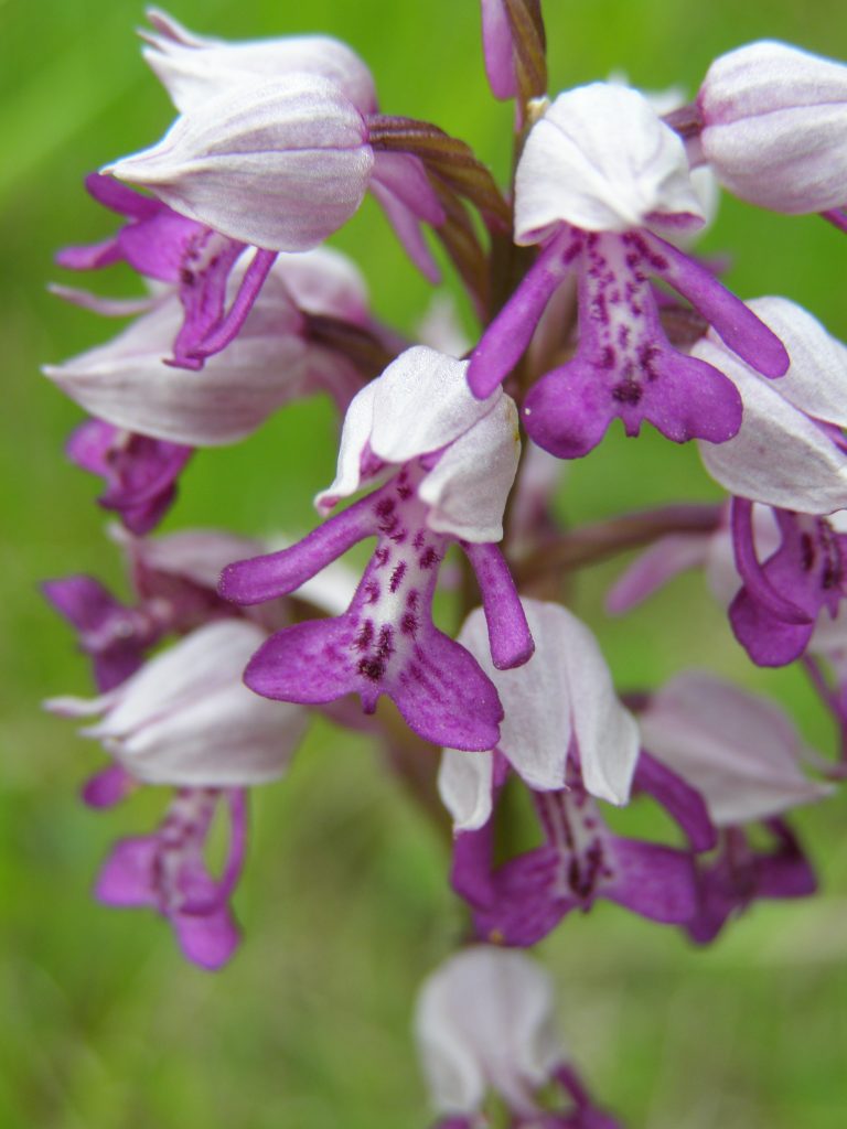 Orchis militaris