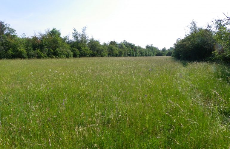 Prairie bocagère du camp d'Avon