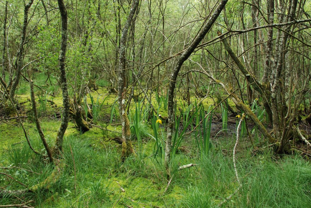 Boisements humides du Camp d'Auvours