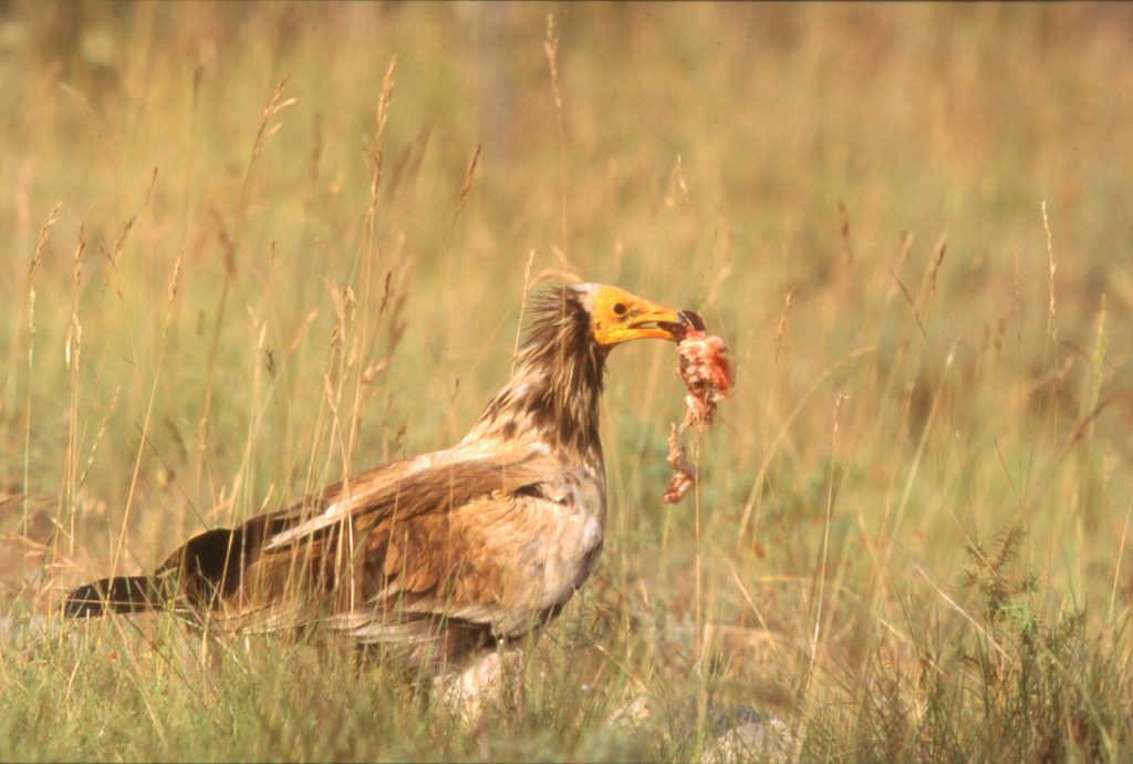 Vautour percnoptère