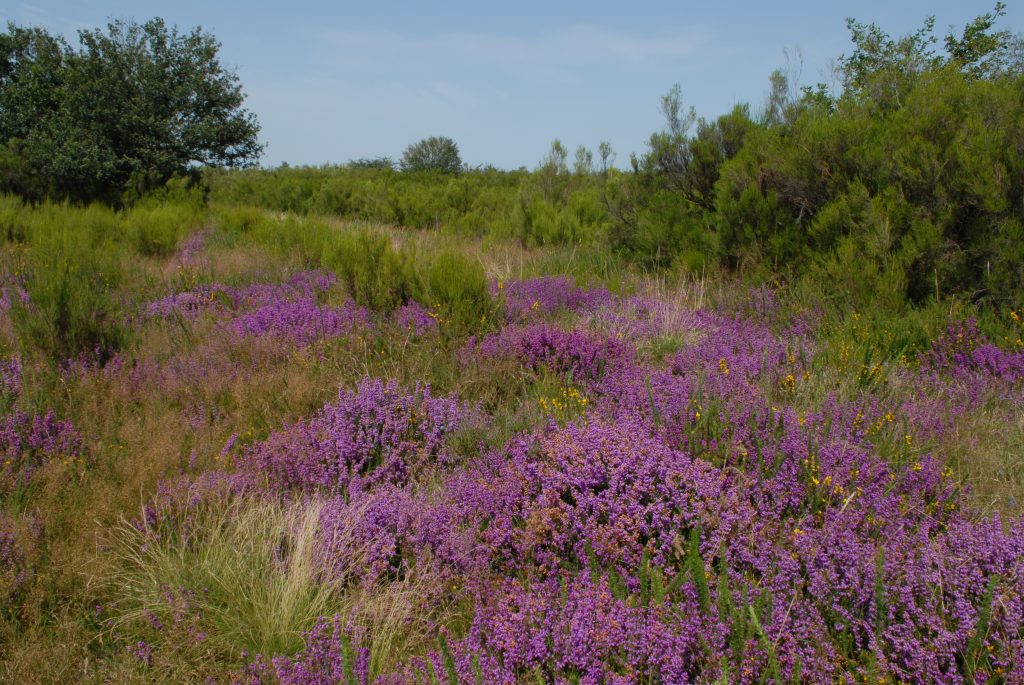 Les landes de Montmorillon